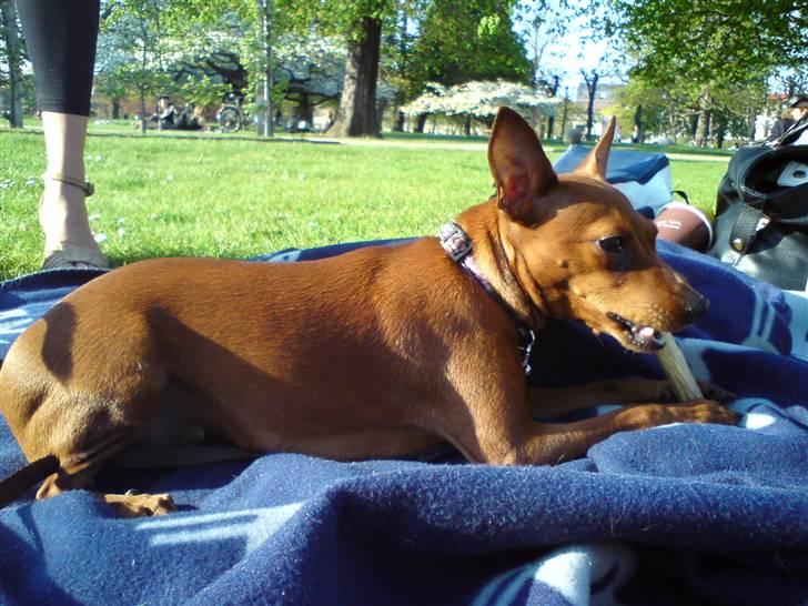 Dvaergpinscher Baily - Kongens Have, sommeren 2009 billede 13