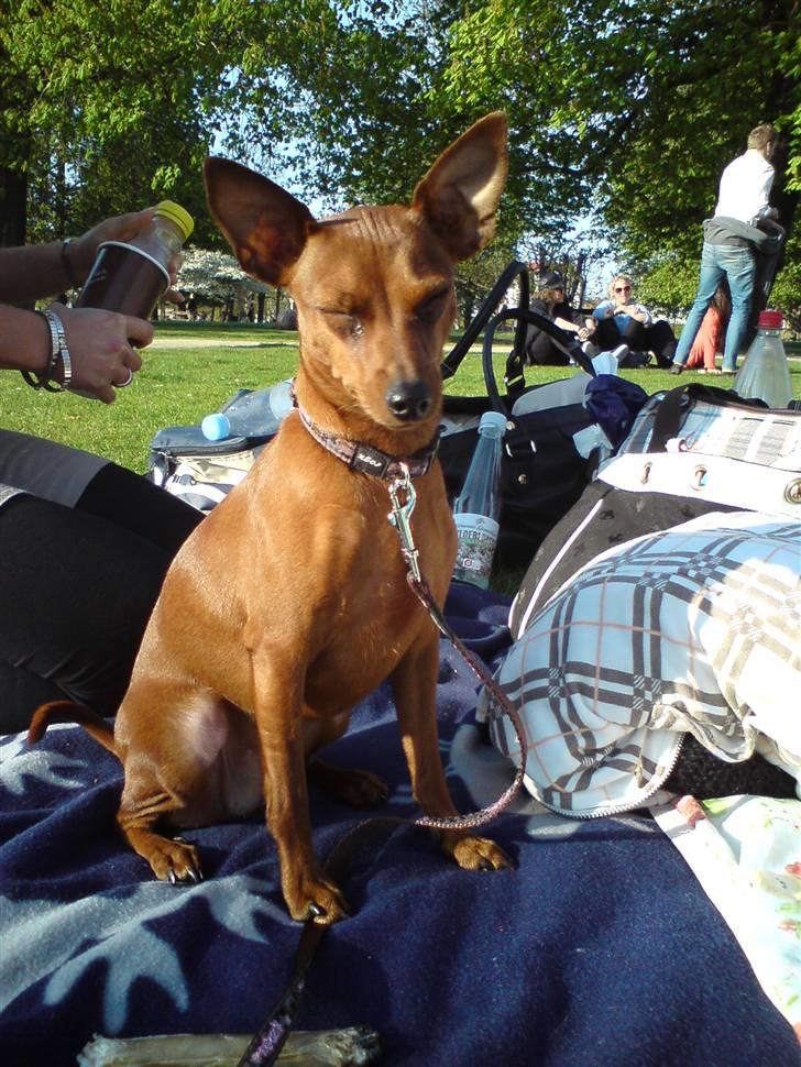 Dvaergpinscher Baily - Kongens Have, sommeren 2009 billede 14