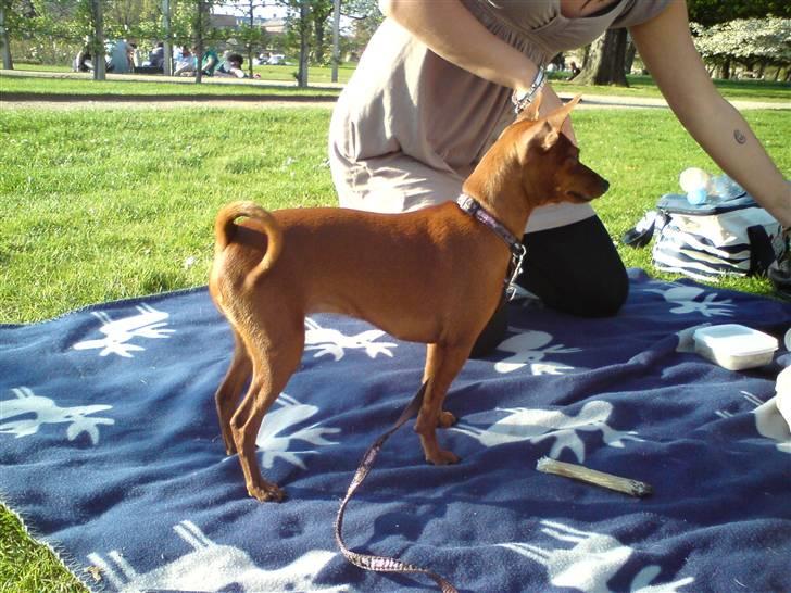 Dvaergpinscher Baily - Kongens Have, sommeren 2009 billede 15