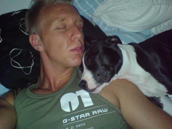 Amerikansk staffordshire terrier *Simba* - altid helt ind til far når der ska soves :) billede 9