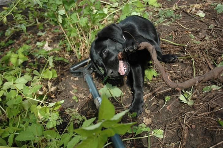 Labrador retriever Freja billede 15