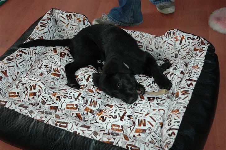 Labrador retriever Freja - min nye seng :-) billede 16