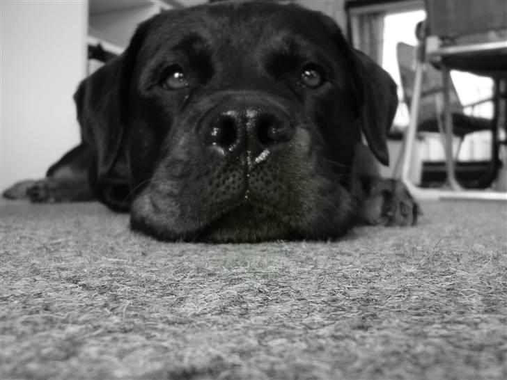 Rottweiler Nalah billede 8