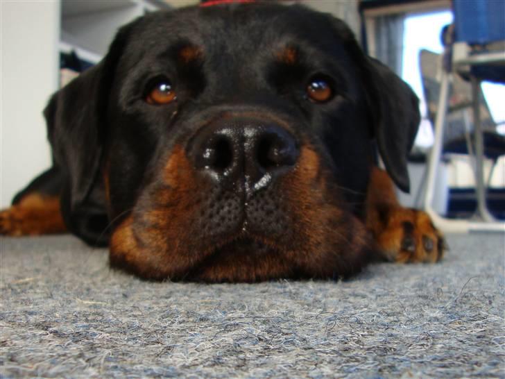 Rottweiler Nalah - Også skælder hun mig ud, bare fordi jeg stjal et æble  billede 9