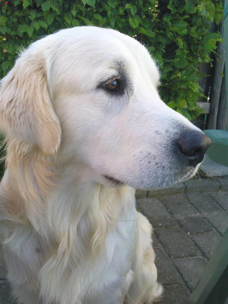 Golden retriever Catithre Paw(Rocky) billede 1