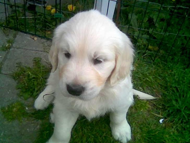 Golden retriever Catithre Paw(Rocky) billede 2