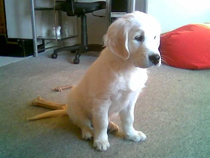 Golden retriever Catithre Paw(Rocky) billede 3