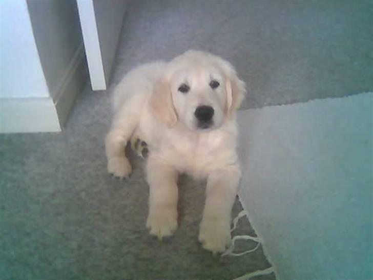 Golden retriever Catithre Paw(Rocky) billede 4