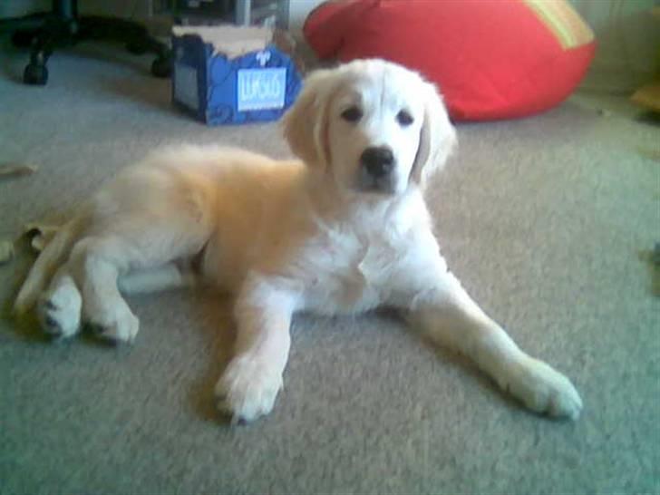 Golden retriever Catithre Paw(Rocky) billede 5