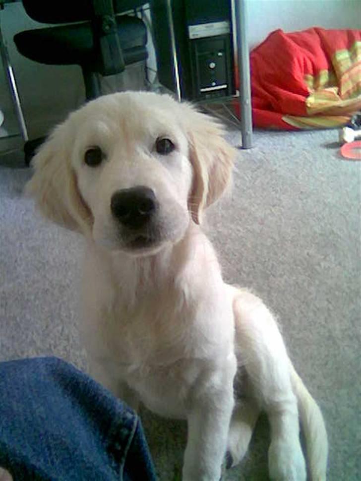 Golden retriever Catithre Paw(Rocky) billede 6