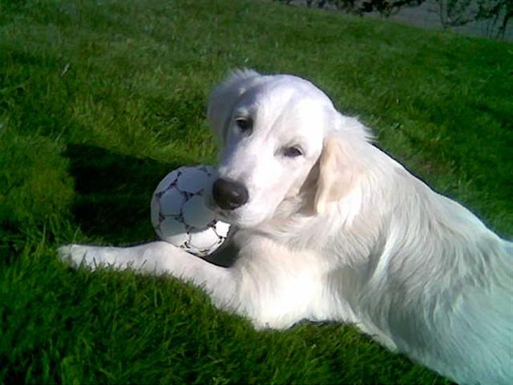 Golden retriever Catithre Paw(Rocky) billede 7