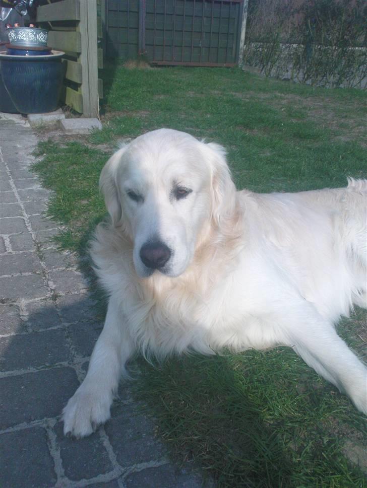 Golden retriever Catithre Paw(Rocky) billede 8