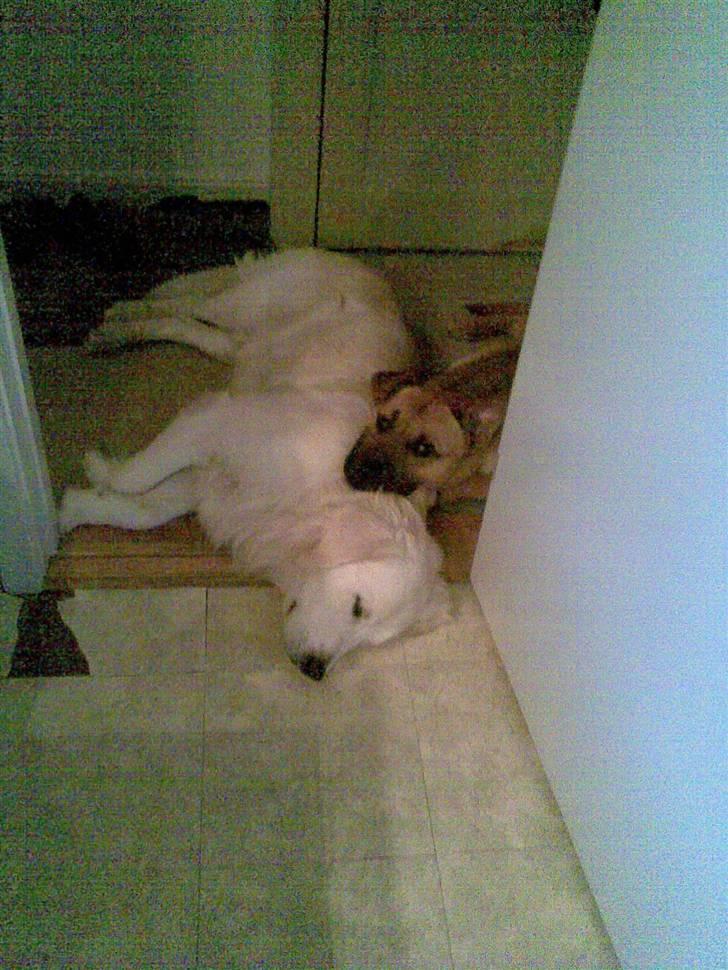 Golden retriever Catithre Paw(Rocky) billede 9