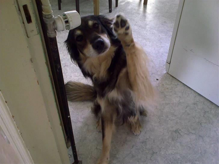 Blanding af racer Jeff - Hej hej alle sammen... billede 1