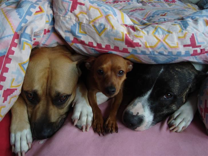 Dvaergpinscher Puta - Vi ligger liiiige og morgenhygger under dynen. Aaah! billede 14