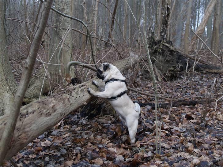 Mops Frodo!(: billede 17