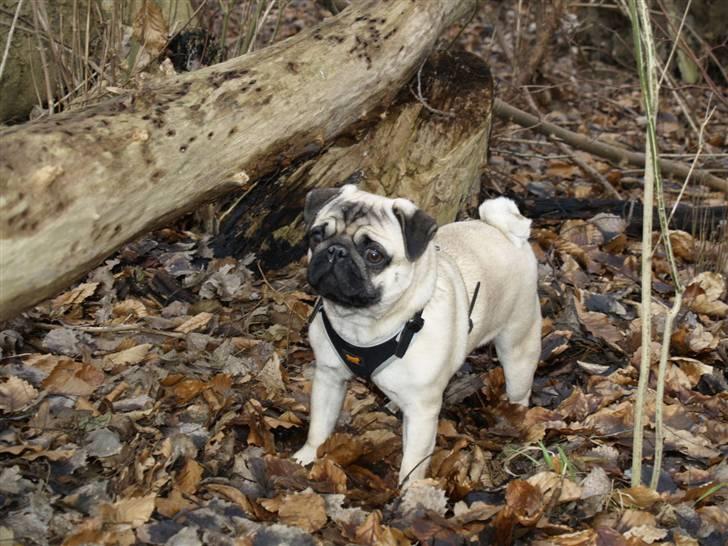 Mops Frodo!(: billede 18