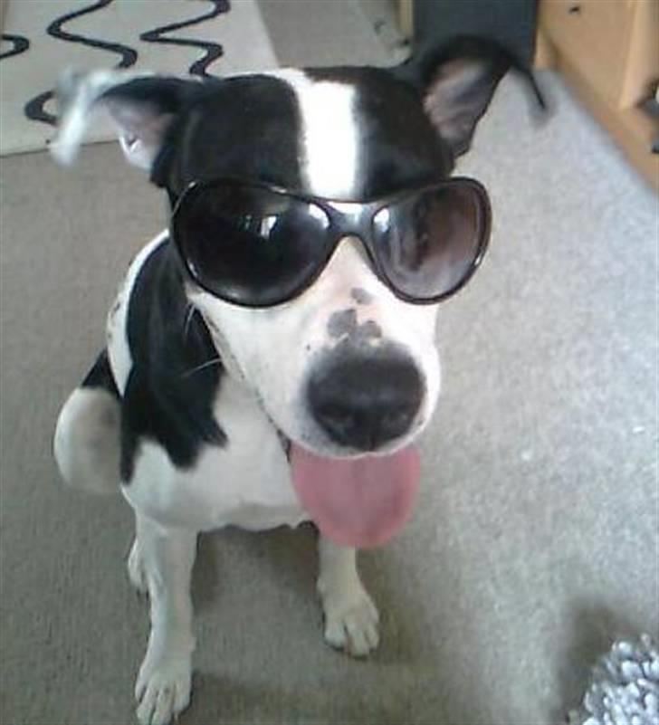 Blanding af racer Donna billede 13