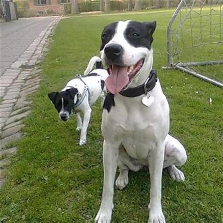 Blanding af racer Donna billede 14