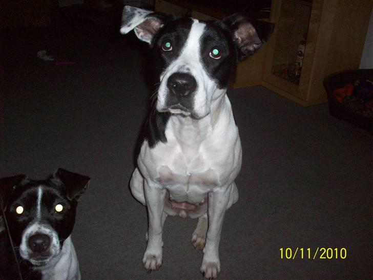 Blanding af racer Donna billede 15