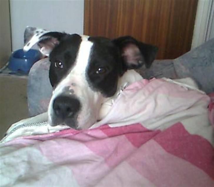 Blanding af racer Donna billede 16