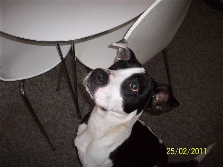 Blanding af racer Donna billede 17