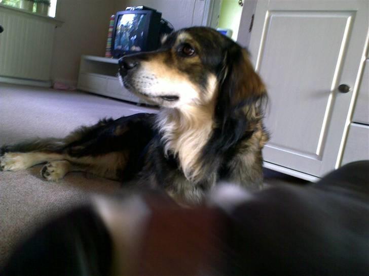 Blanding af racer Jeff - Tager lige en slapper. billede 2