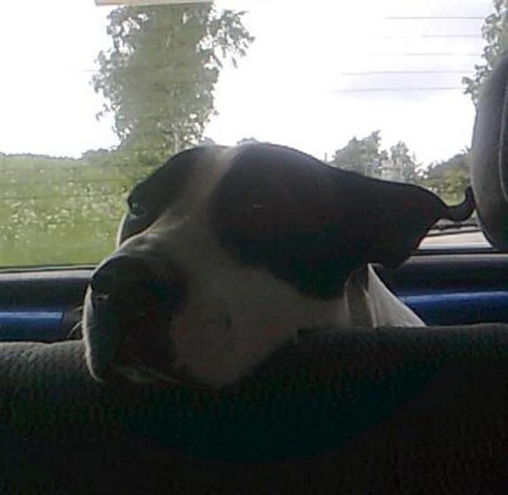 Blanding af racer Donna billede 18