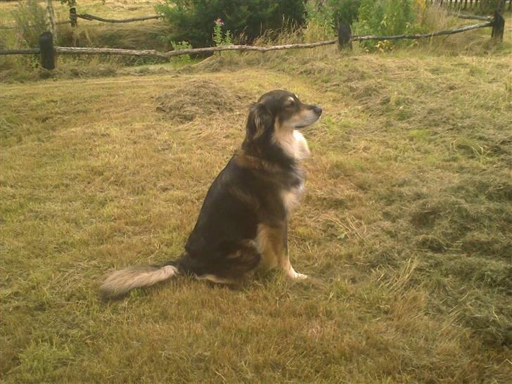 Blanding af racer Jeff - Nyder lige udsigten fra haven... Dejligt :o) billede 3