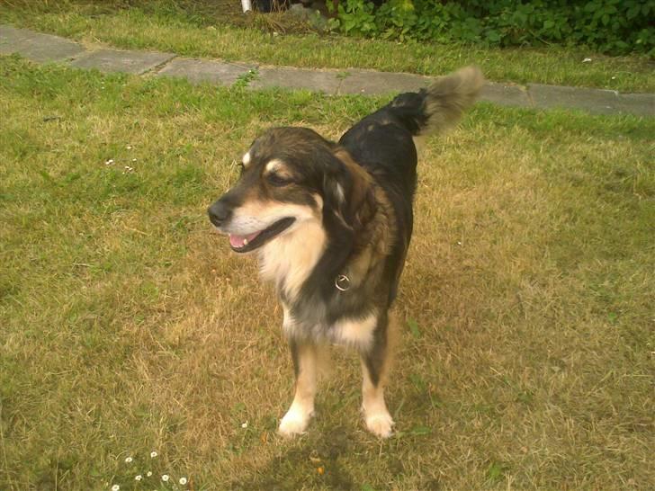 Blanding af racer Jeff - Pyha - har lige leget... billede 4