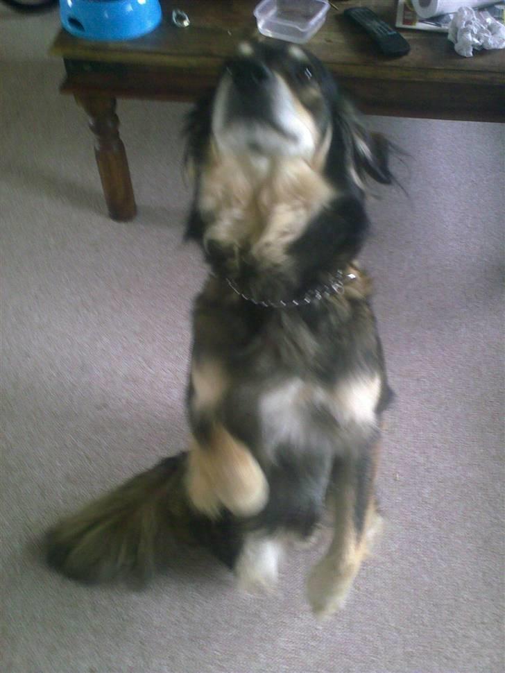 Blanding af racer Jeff - Vil så gerne sidde pænt. billede 5