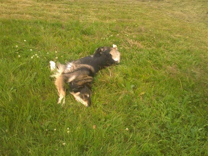 Blanding af racer Jeff - En rulle tur i græsset er altid godt. billede 6