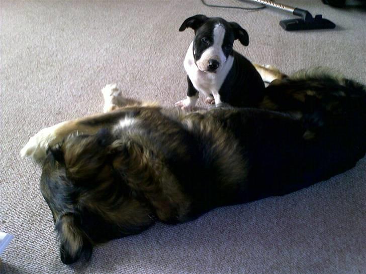 Blanding af racer Jeff - Mason kan ikke se mig - jeg er helt væk :o) billede 7