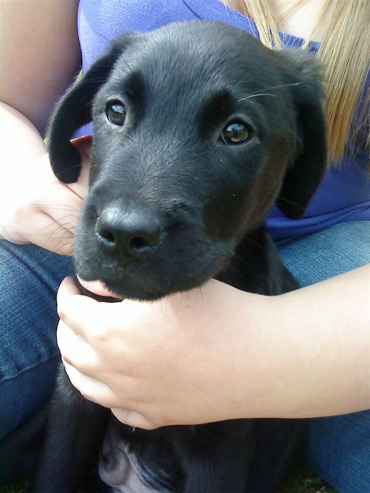 Blanding af racer Zamba billede 1