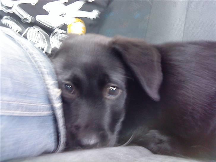 Blanding af racer Zamba billede 2