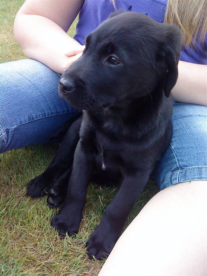 Blanding af racer Zamba billede 3