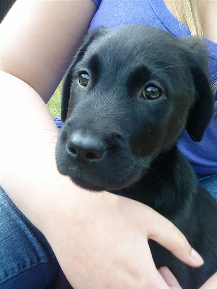 Blanding af racer Zamba billede 4