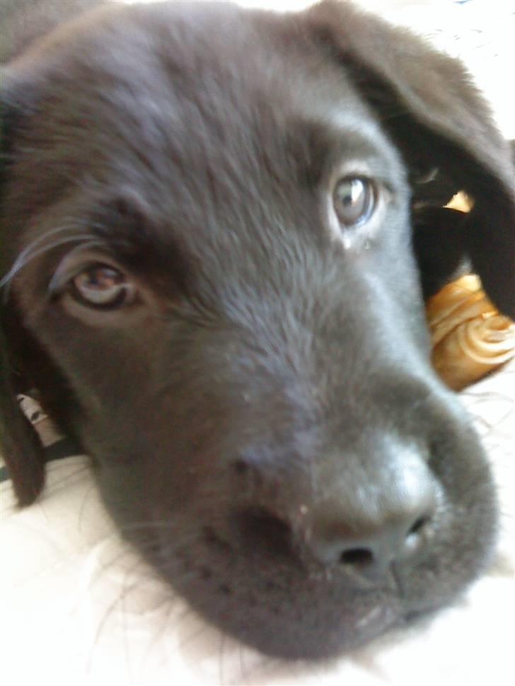 Blanding af racer Zamba billede 6