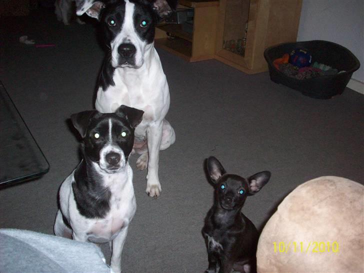 Dansk svensk gaardhund Aslan - de 3 dejligeste hunde ever <3 billede 15