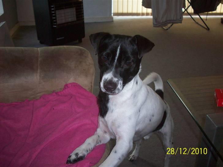 Dansk svensk gaardhund Aslan billede 16