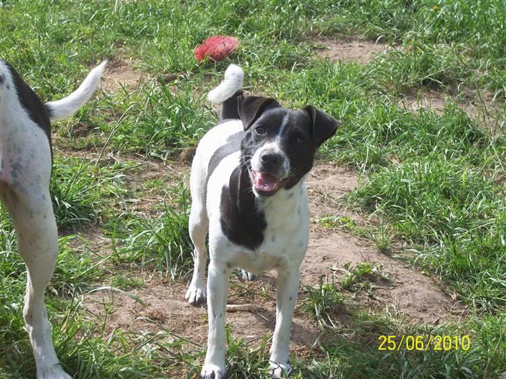 Dansk svensk gaardhund Aslan billede 17