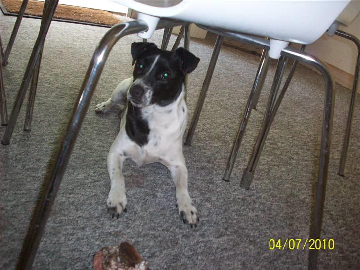 Dansk svensk gaardhund Aslan billede 18