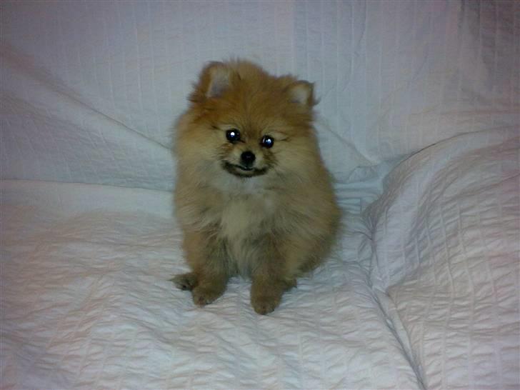 Pomeranian Emmalie billede 13