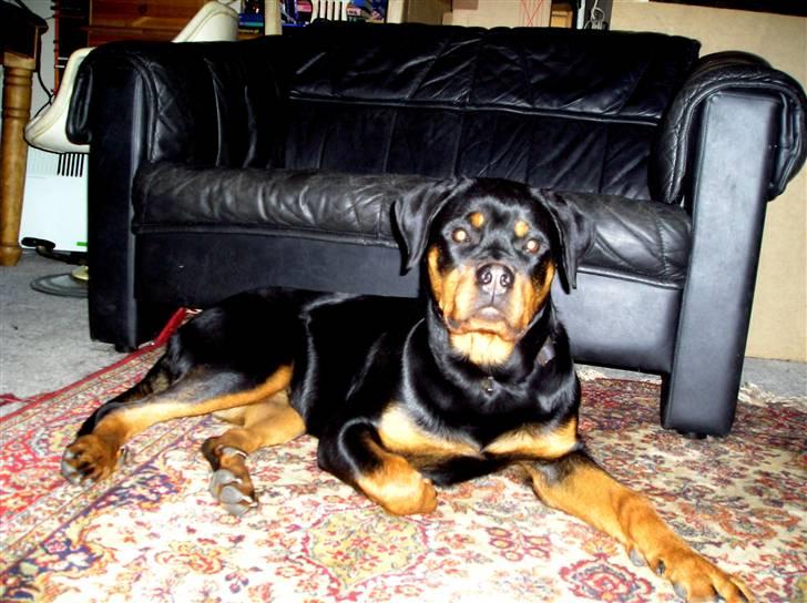Rottweiler Xena billede 1