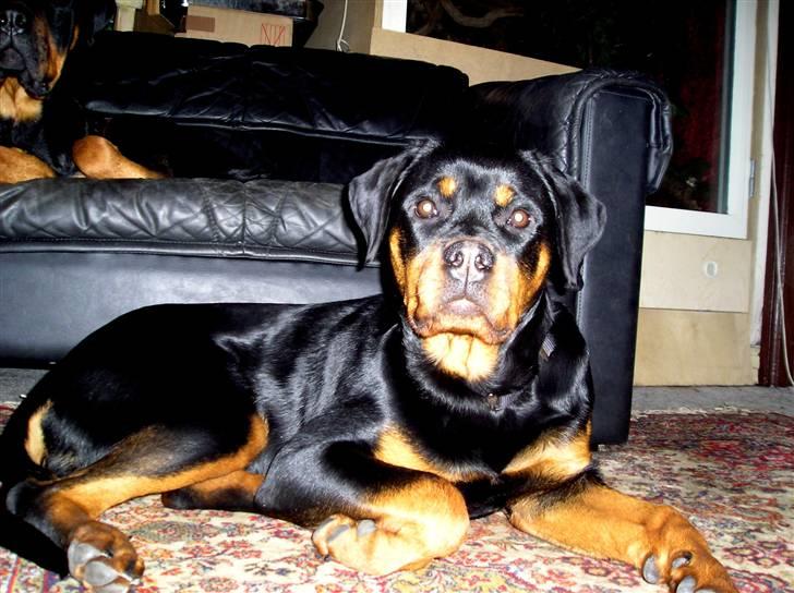 Rottweiler Xena billede 2