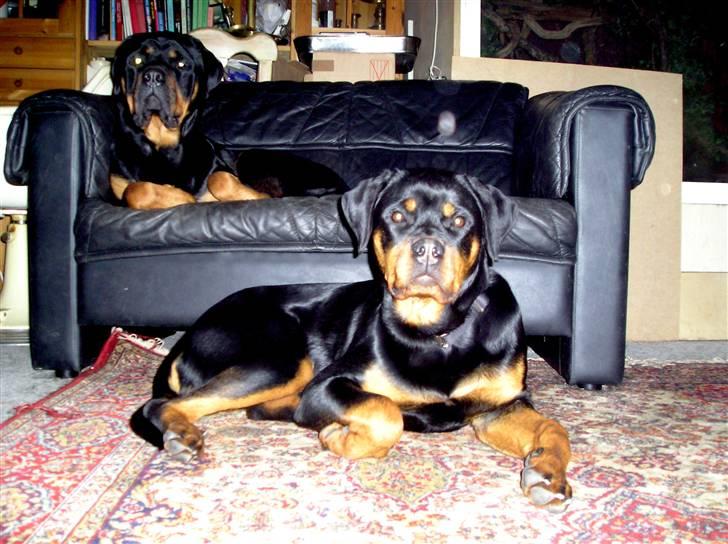 Rottweiler Xena billede 3