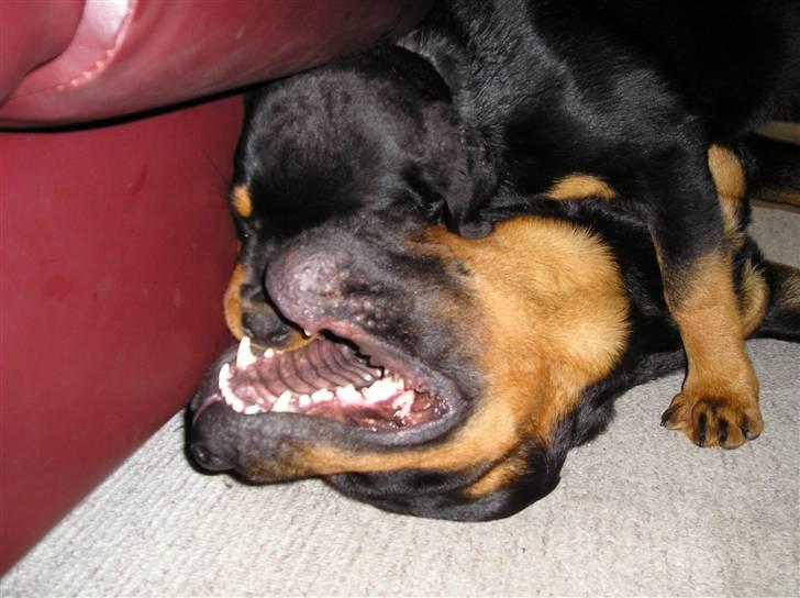 Rottweiler Xena billede 4