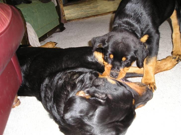 Rottweiler Xena billede 5