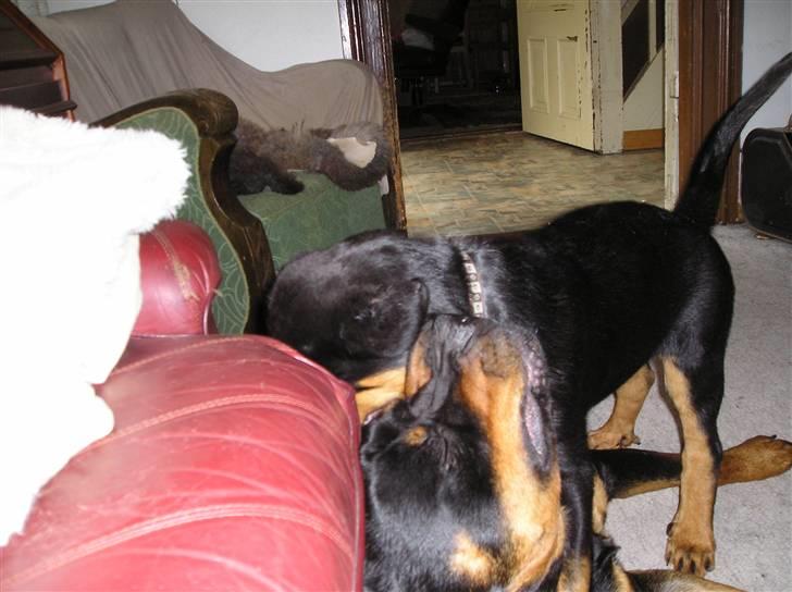 Rottweiler Xena billede 6