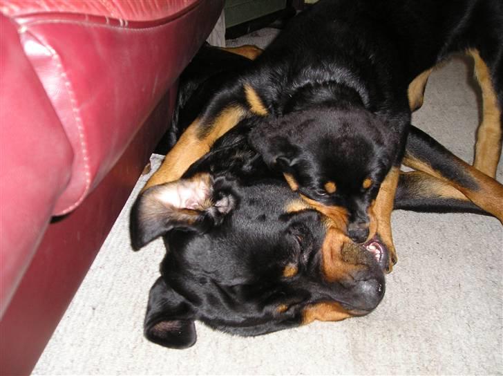 Rottweiler Xena billede 7